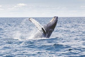 Picture of a humpback whale breaching