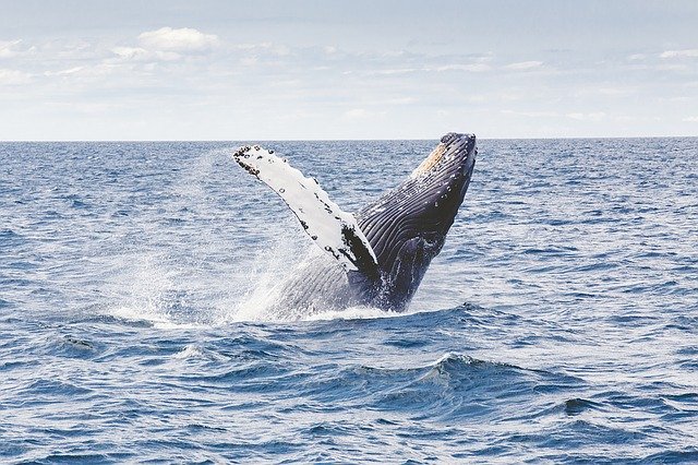 Read more about the article The Wonderful World of Whales