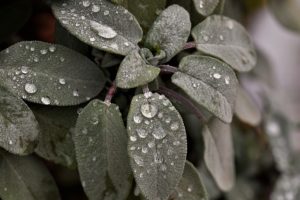 Sage. with droplets of water on the leaves.
