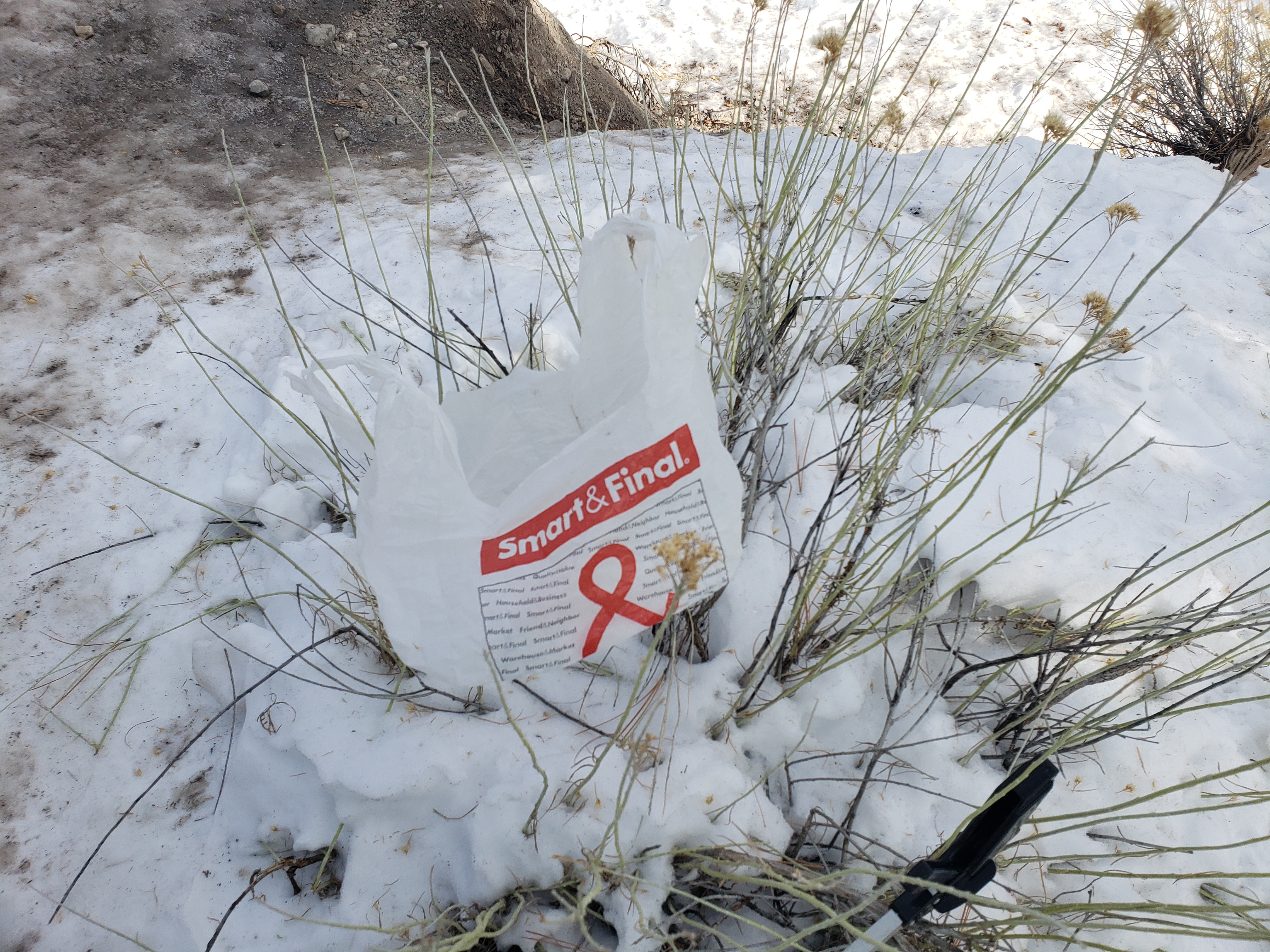 "Smart and Final" bag stuck in a bush.