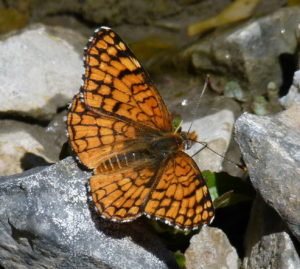 Picture of an orange and black butterfly found in The Spring Mountains - The Acastus Checkerspot.