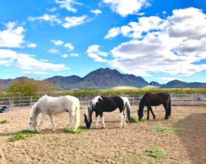 Read more about the article Hold Your Horses: Horse Meditation & Equine Therapy