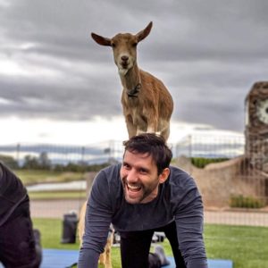 Read more about the article Goat Yoga LV: A Great Way to “Kid” Around