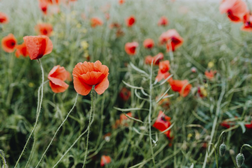 Picture of poppy flowers