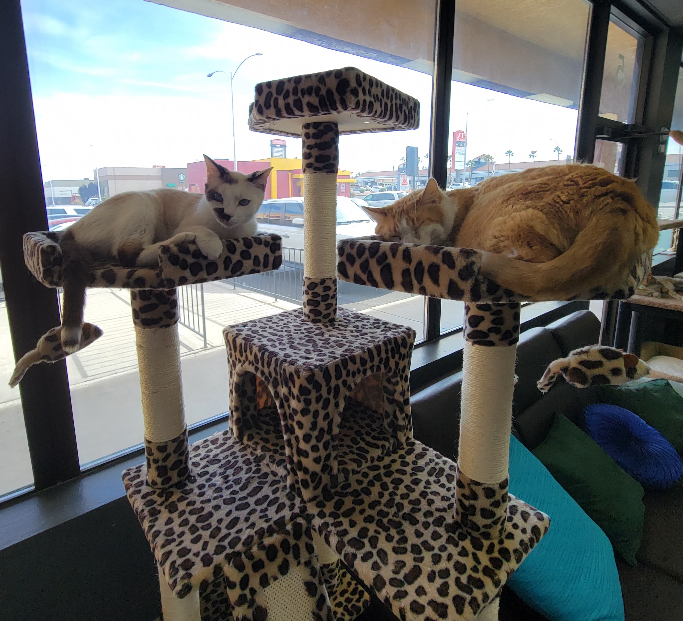 Read more about the article Hearts Alive Village Cat Cafe – Coffee Dates With Cool Kitties