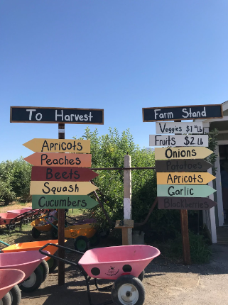 A sign at the orchard's entrance directing visitors.