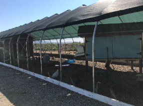 Covered chicken coop at Gilcrease Orchard where fresh organic eggs are available!