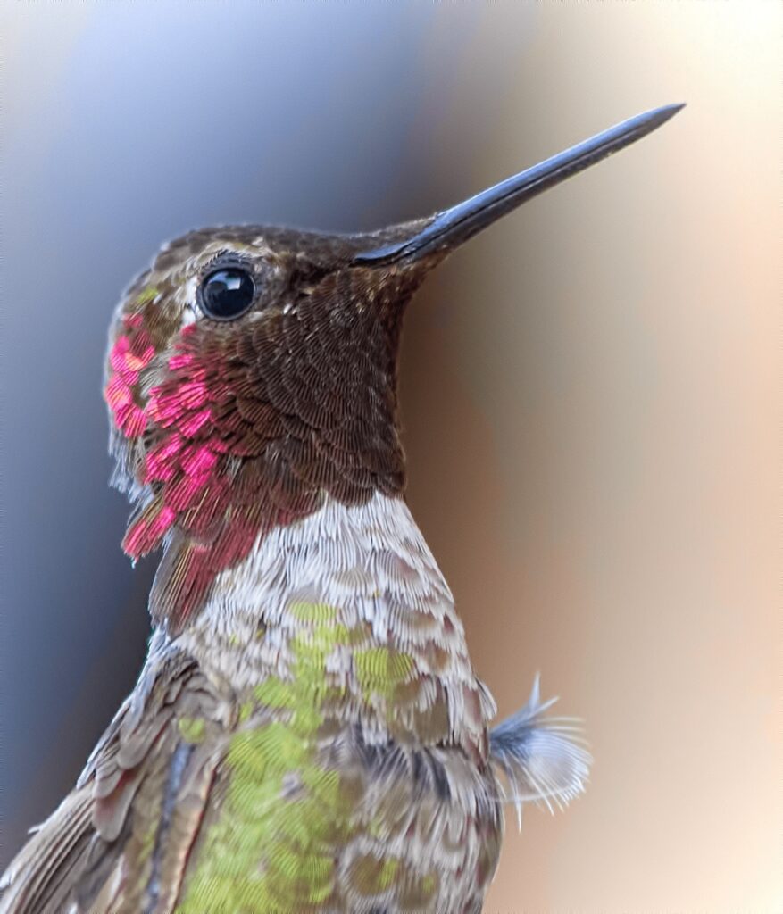 Symbolism of hummingbirds