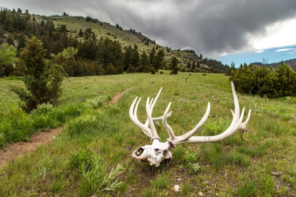 Bull elk skull along the Yellowstone River Trail. Original public domain image from Flickr.