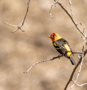 Photo of a western tanager, yellow bird with black winds and a read face, sitting on a tree branch.