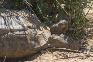 Desert tortoise resting in the shade